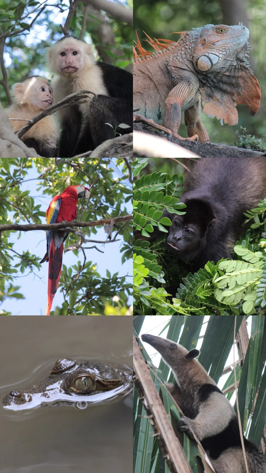 Palo Verde Wildlife Safari